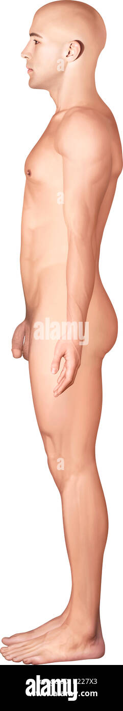 This image shows a lateral view of the man's morphology Stock Photo - Alamy