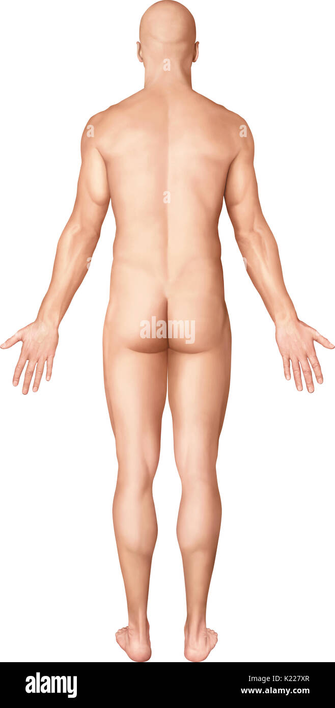 This image shows a posterior view of the man's morphology. Stock Photo