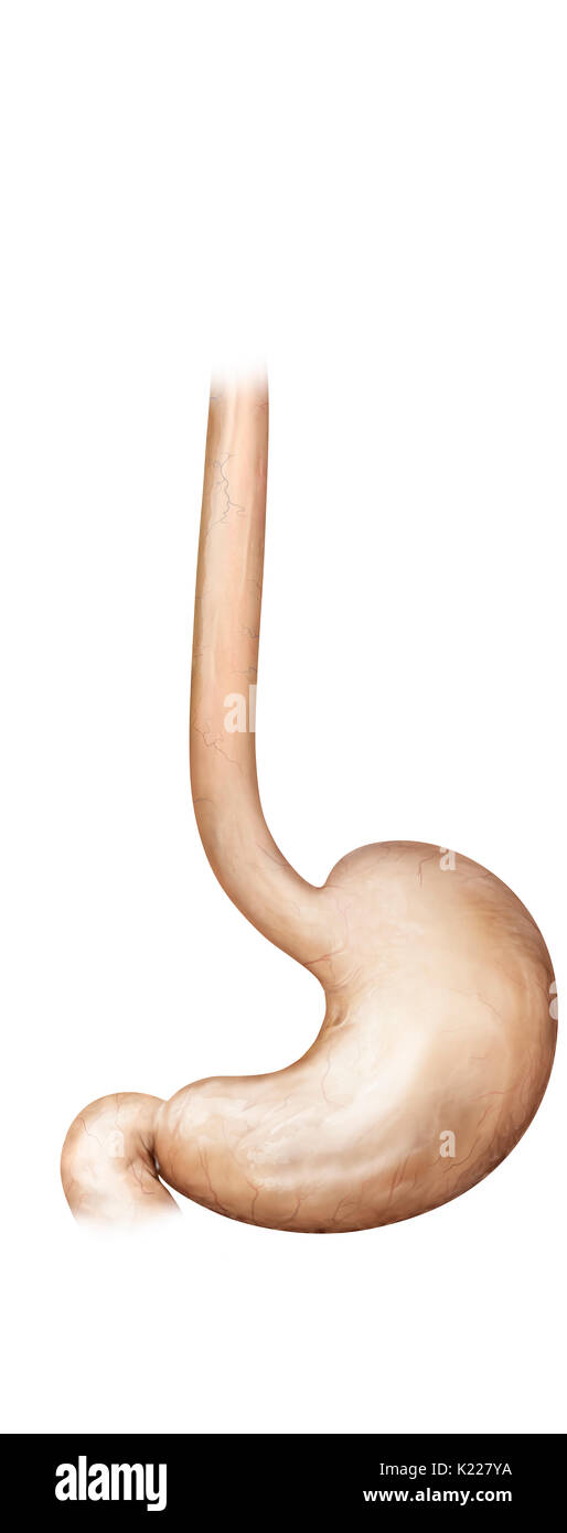 This image shows the stomach and the esophagus. Stock Photo