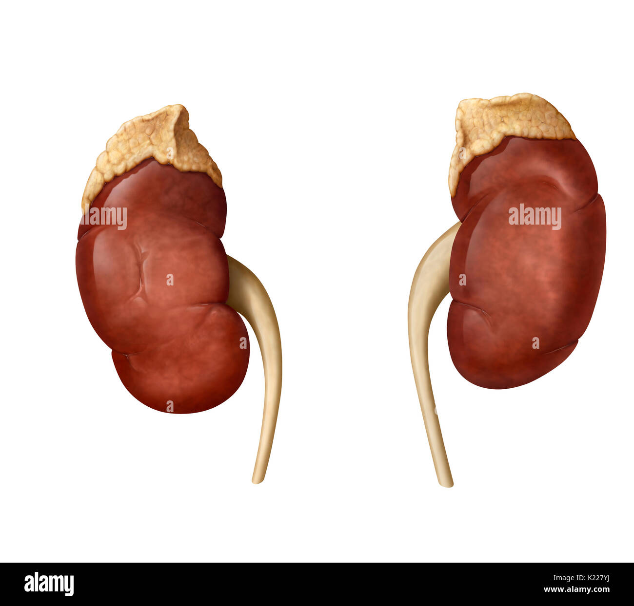 Kidney filter blood and secrete urine to eliminate toxins and waste