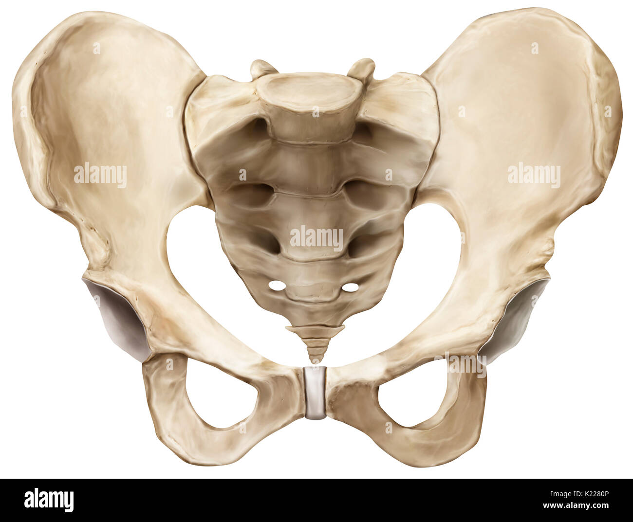 Bony girdle consisting of the sacrum, coccyx and two iliac bones, joining the bones of the lower limbs to the axial skeleton. Stock Photo