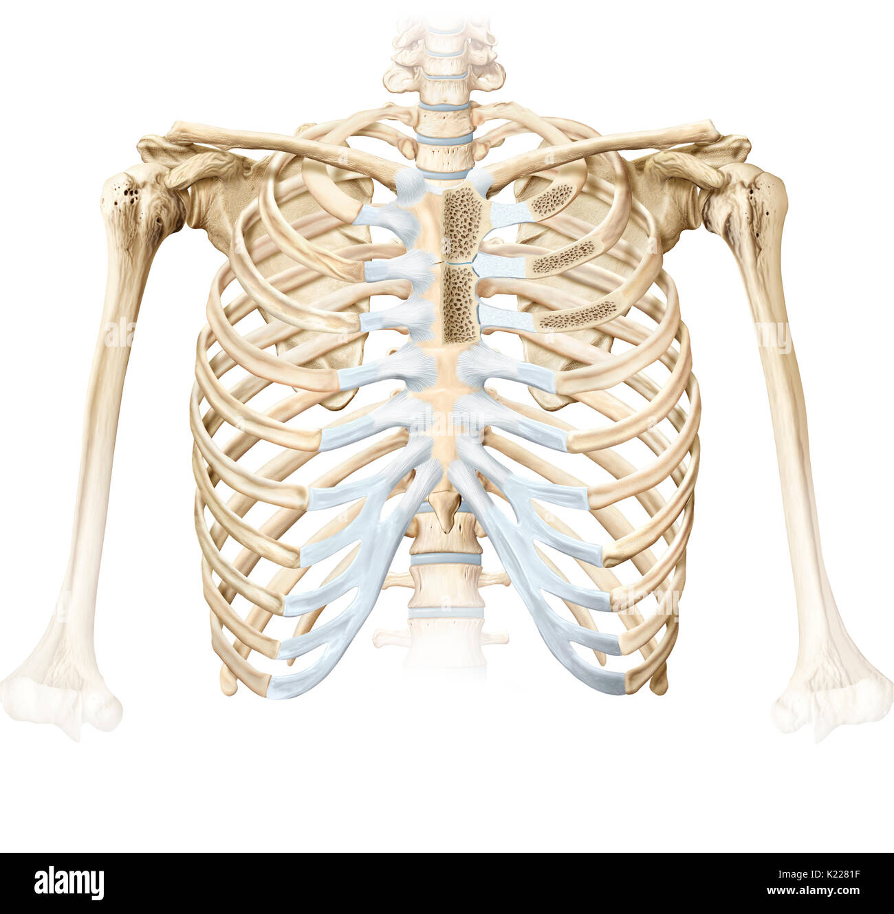 The sternocostal joints are the cartilaginous joints that connect the sternum and the ribs (other than the floating ribs). They give the thoracic cage its flexibility, especially for breathing movements. Stock Photo