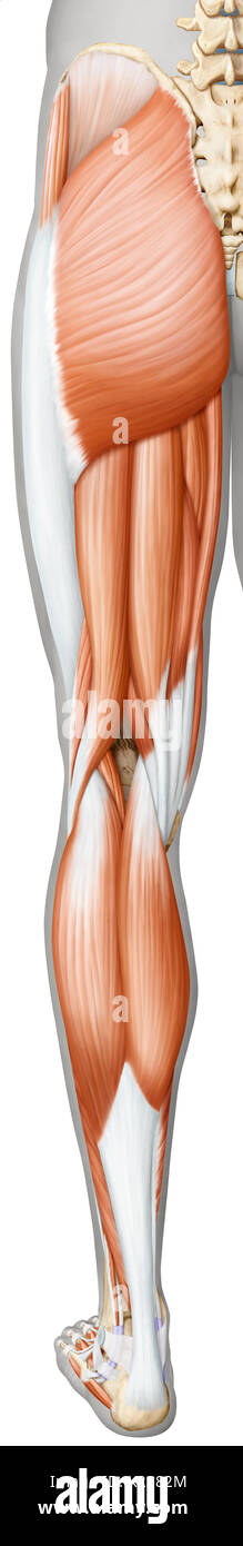 This image shows a posterior view of the muscles of the leg and foot. Stock Photo