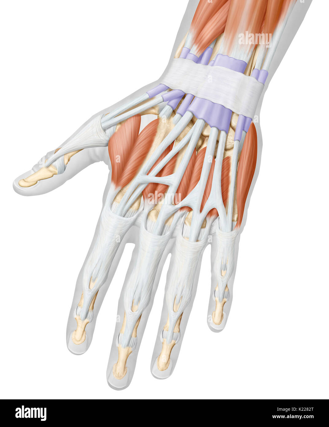 This image shows a posterior view of the muscles of the hand. Stock Photo
