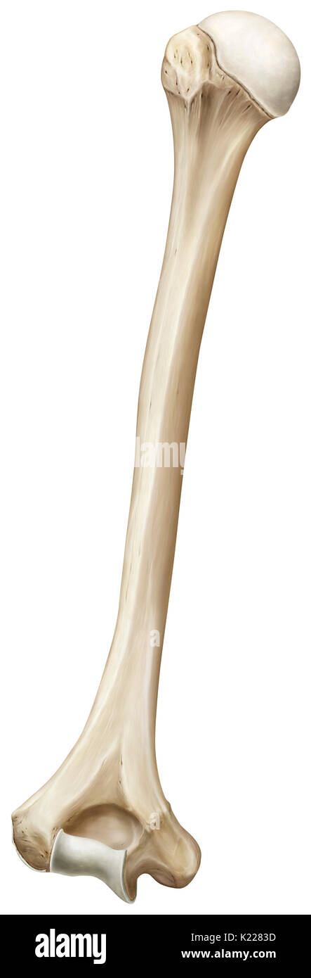 Very large paired bone making up the skeleton of the arm, between the shoulder and elbow joints. Stock Photo