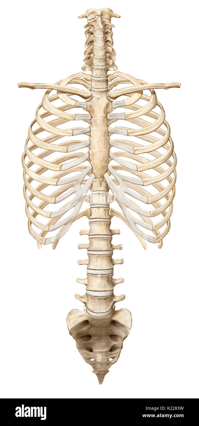 This image shows the clavicle, ribcage, the spine, the sacrum and the coccyx. Stock Photo