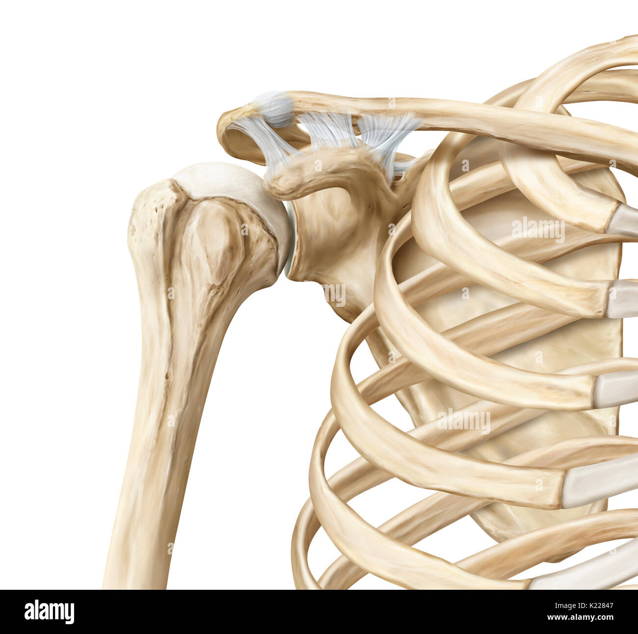 Ball And Socket Joint Diagram