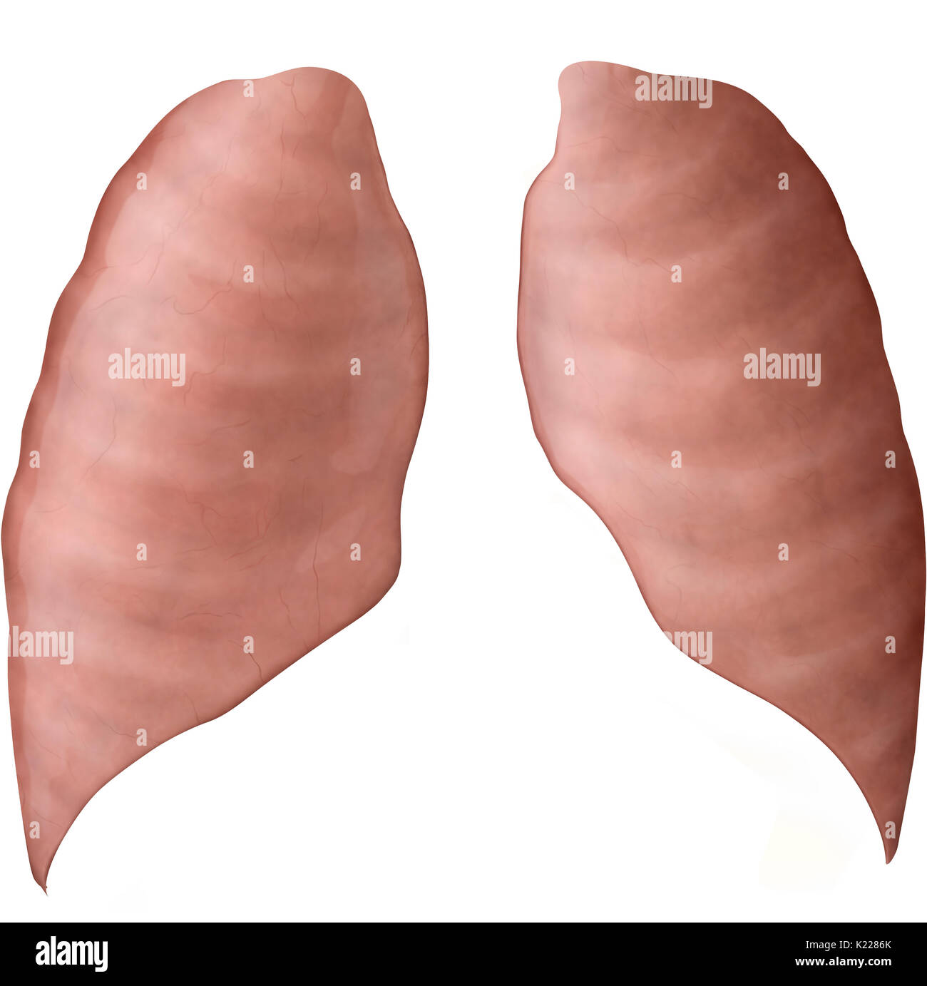 Respiratory organs formed of extensible tissue, in which air from the nasal and oral cavities is carried, ensuring oxygenation of the blood. Stock Photo