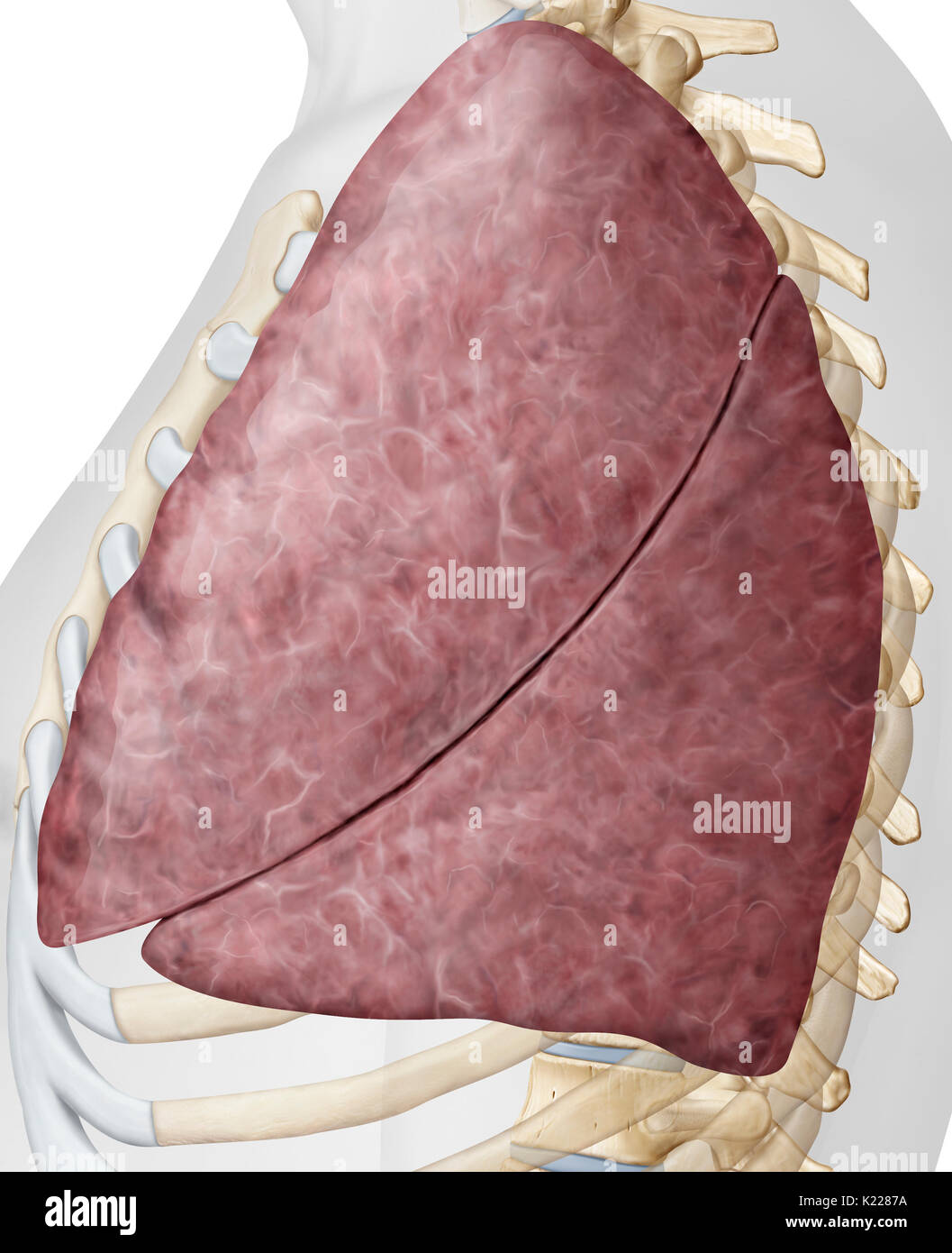 Respiratory organs formed of extensible tissue, in which air from the nasal and oral cavities is carried, ensuring oxygenation of the blood. Stock Photo