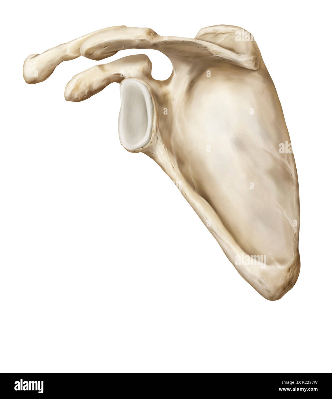 Paired bone, triangular in shape, articulating with the clavicle and humerus; it protects the thorax and serves as the insertion point for several back muscles. Stock Photo