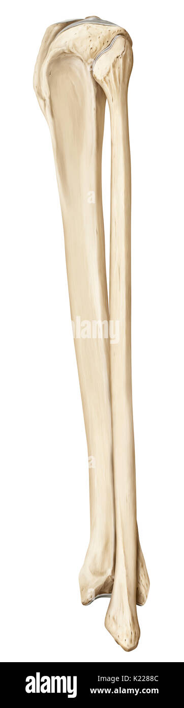 Bones from the lower part of the leg, which are the tibia and the fibula. Stock Photo