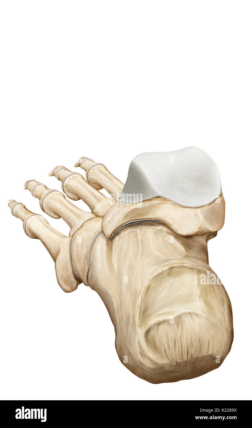 Terminal part of the lower limb, resting on the ground during upright stance; the skeleton of the foot has 26 bones. Stock Photo