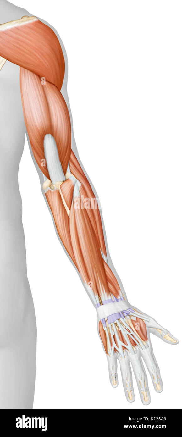 This image shows a posterior view of the muscles of the arm and hand. Stock Photo