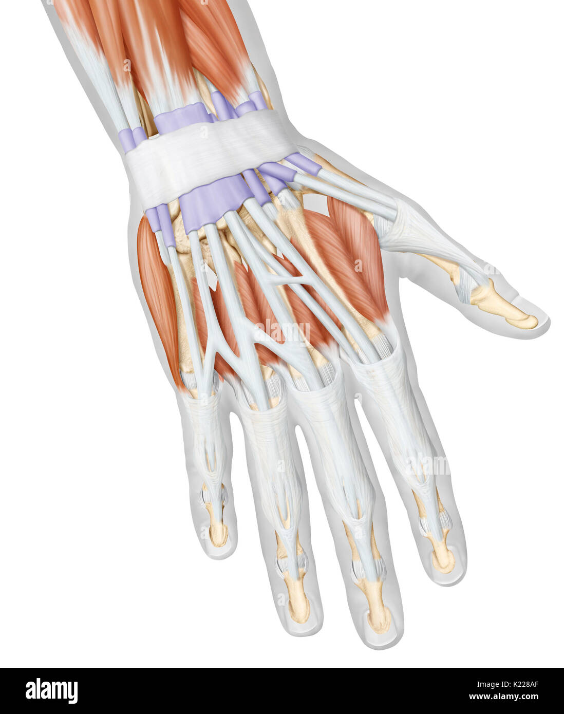 This image shows a posterior view of the muscles of the hand. Stock Photo