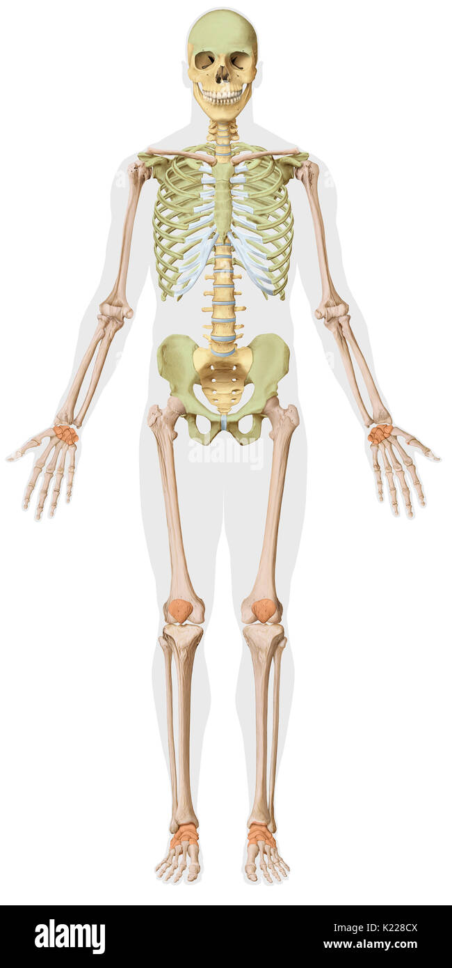 The human skeleton is made up of 206 articulated bones of varying Stock