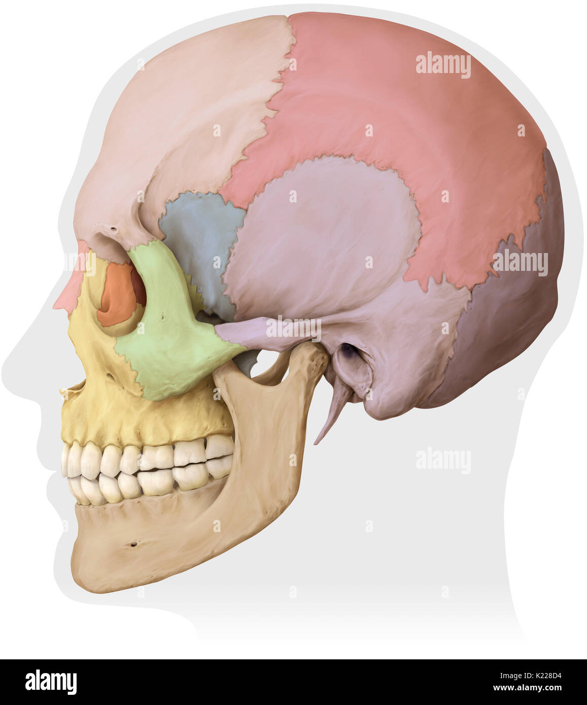 Bony structure formed of eight bones (four even bones and four odd bones) covering and protecting the brain. Stock Photo