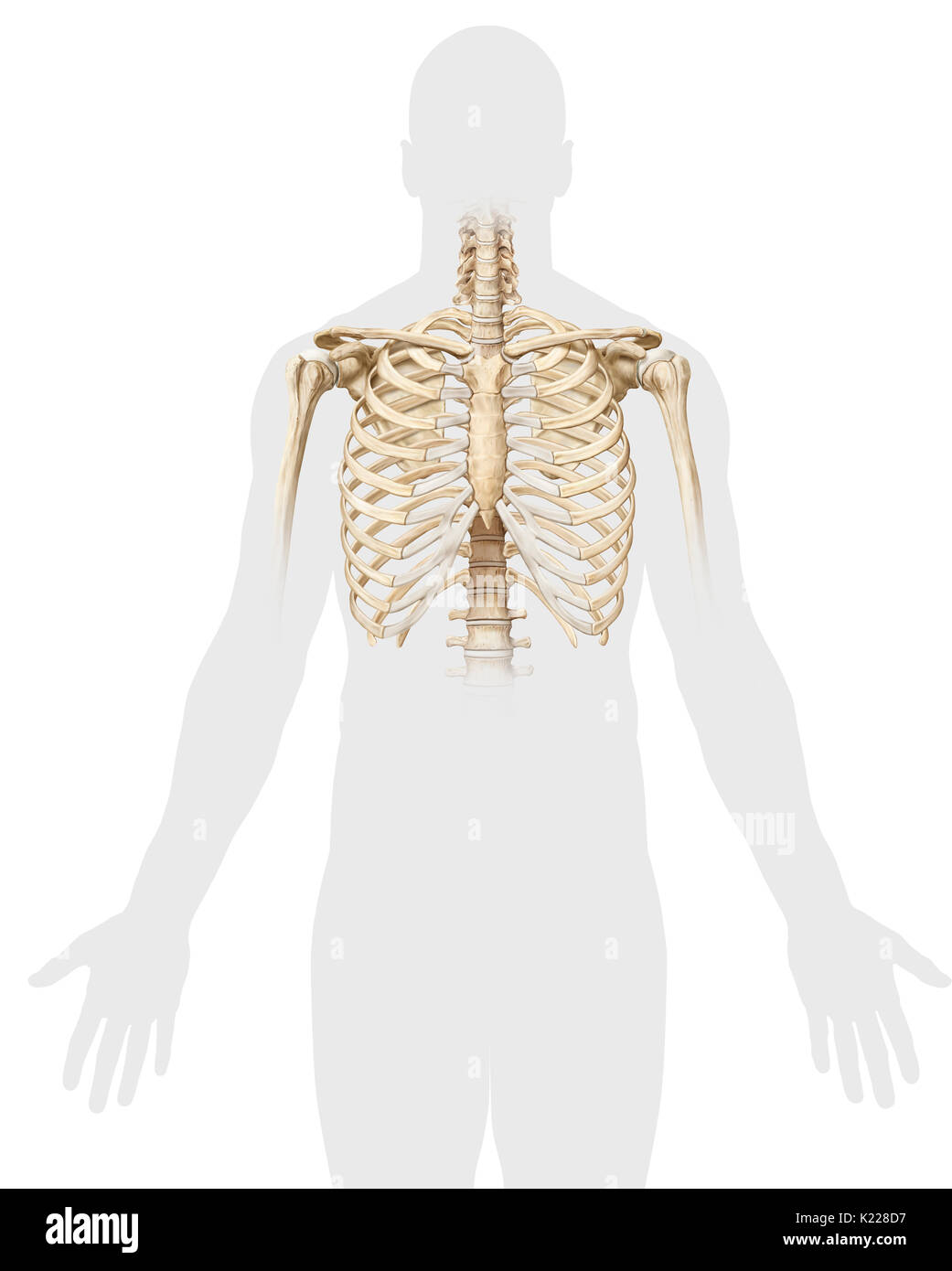 Bony structure consisting of 12 pairs of ribs, 12 thoracic vertebrae