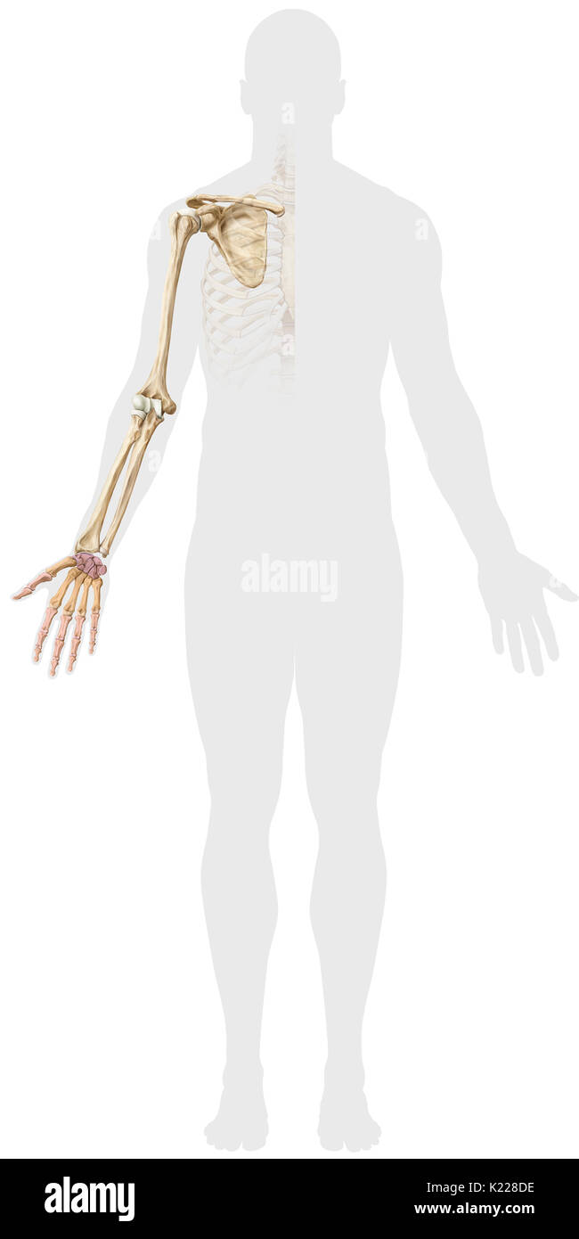 Bones of the arm from the hand to the scapula Stock Photo Alamy