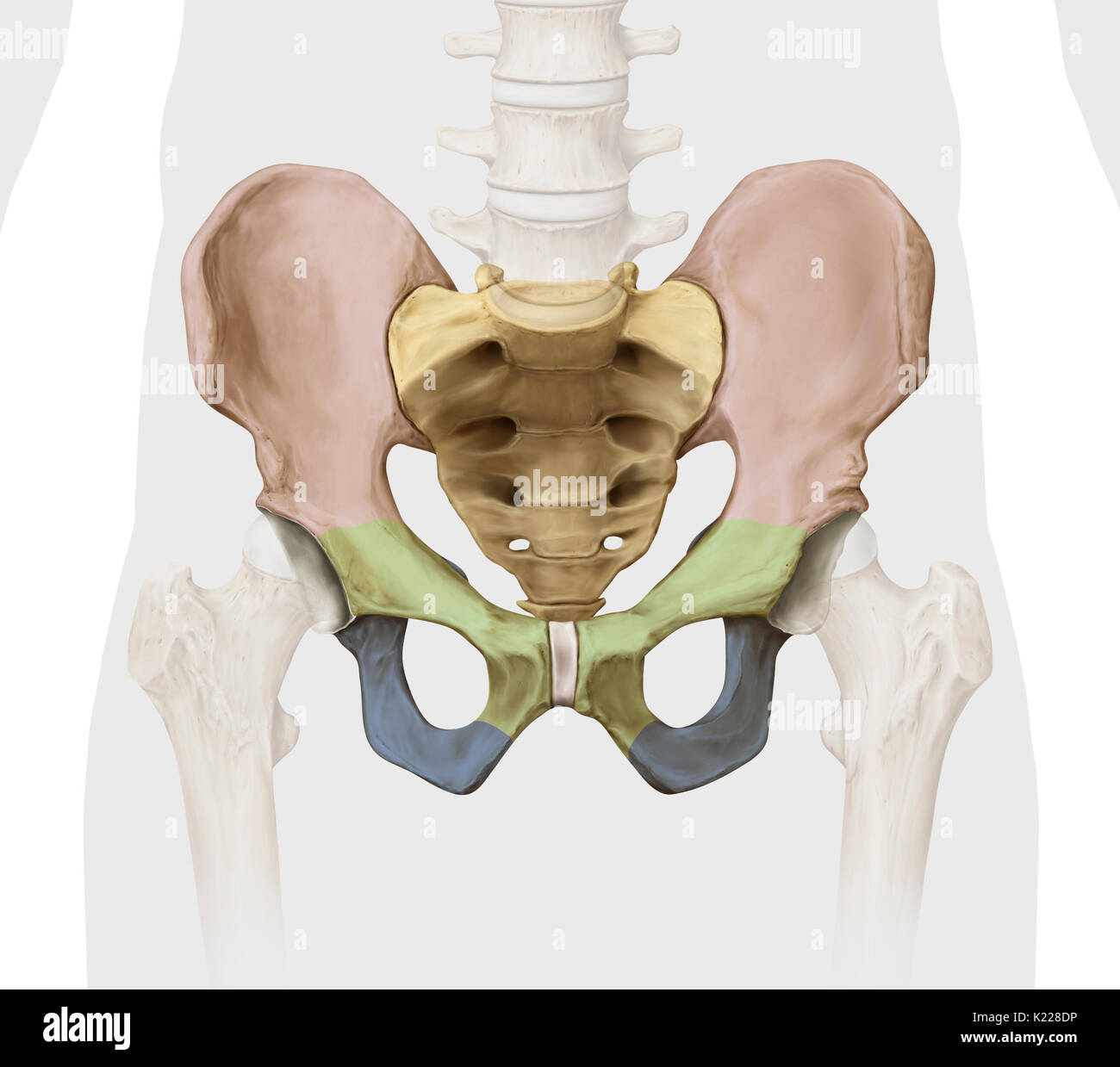 Bony girdle consisting of the sacrum, coccyx and two iliac bones, joining the bones of the lower limbs to the axial skeleton. Stock Photo