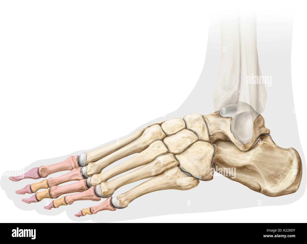 Anatomy Of Bone Under The Feet Stock Illustration Illustration Of Bone ...