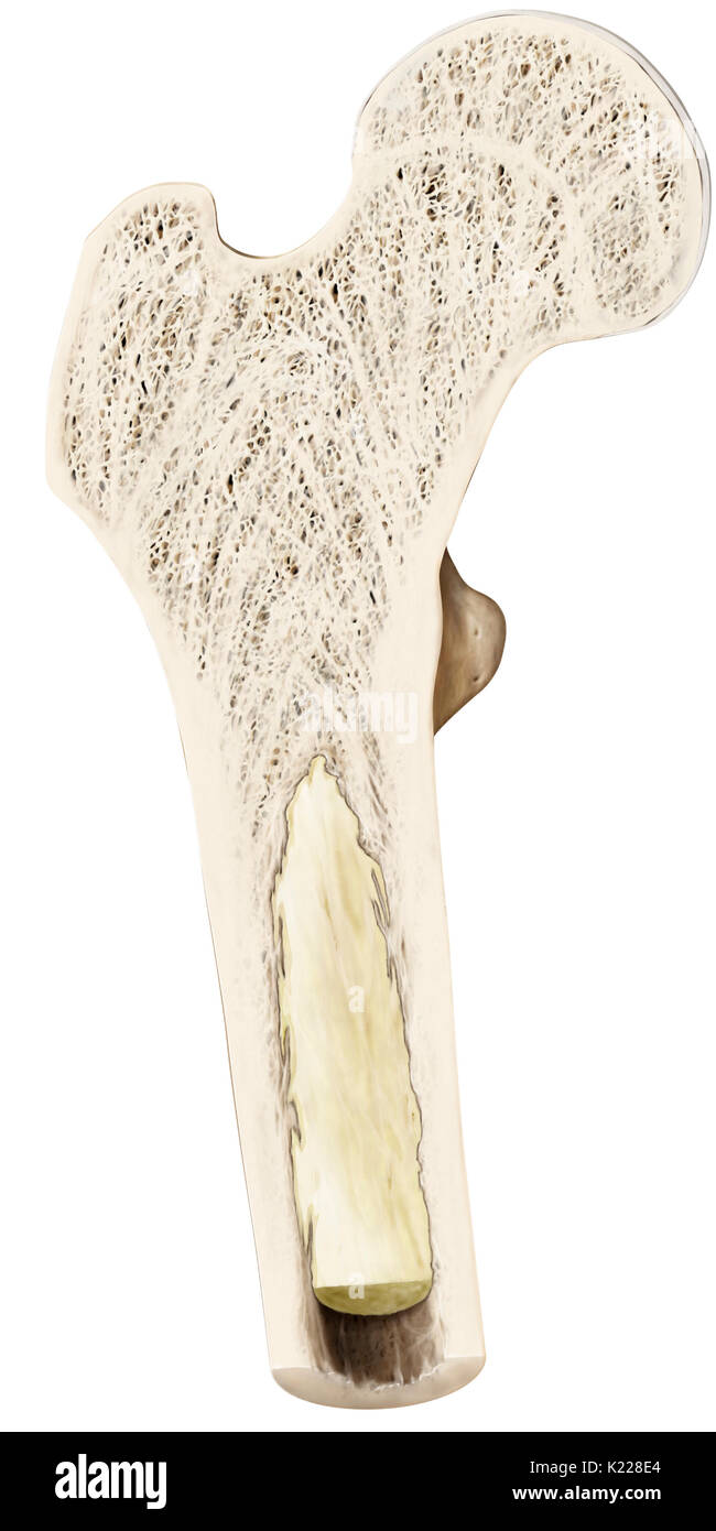 This image shows the interior of the bone, which has a lot of spongy bone tissue. When adult, there is also yellow bone marrow in the long bone. Stock Photo