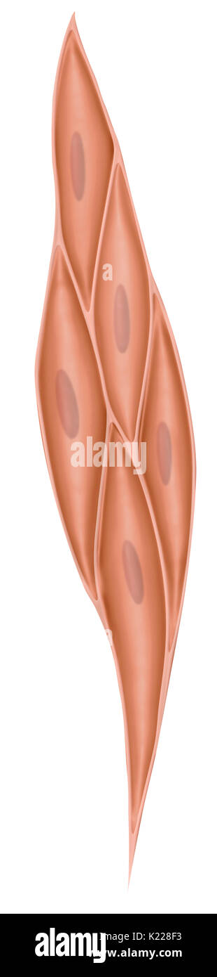 Small fusiform muscle cell having a single nucleus. Stock Photo