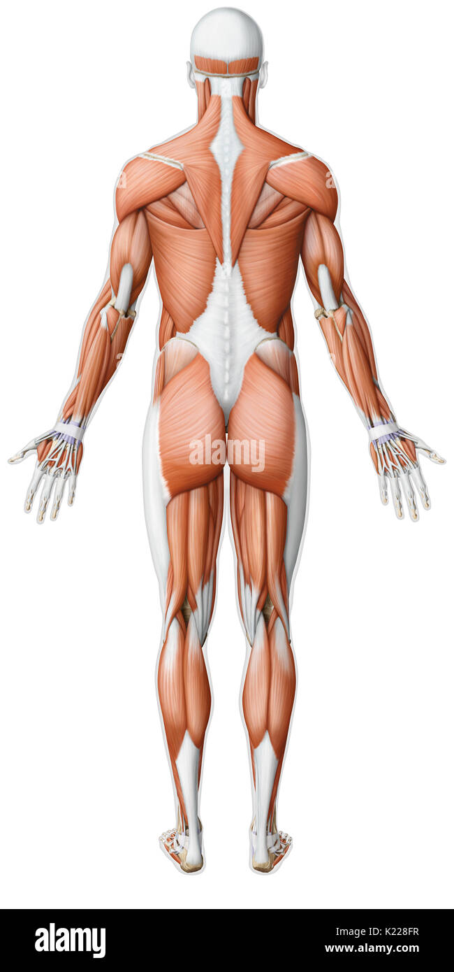 While the movements of the smooth muscles are always involuntary, those of the skeletal muscles are almost always the result of a conscious, voluntary command from the central nervous system. Stock Photo