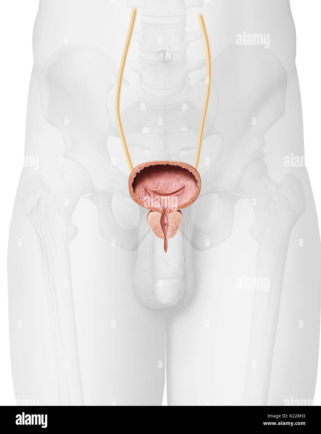 This image shows a cross section of the urinary bladder and the prostate. Stock Photo