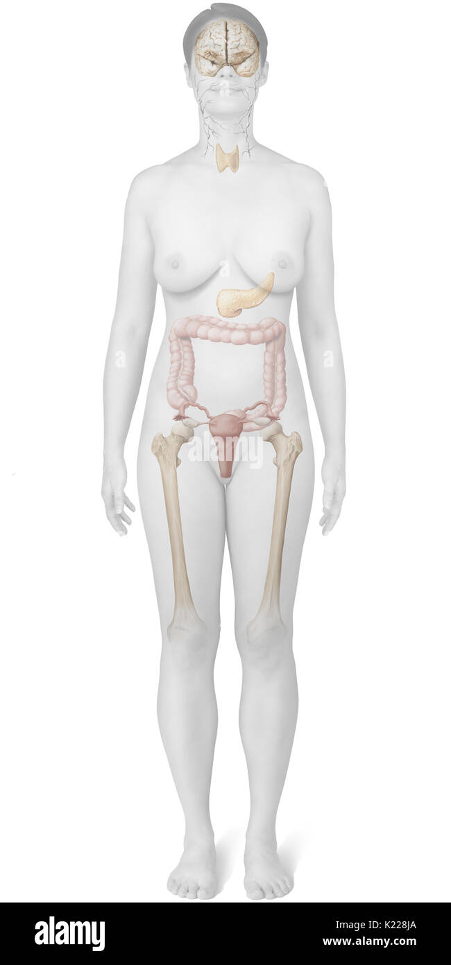 Cancer Riddled Organ This image shows the organs most touched by cancer in women Stock Photo ...