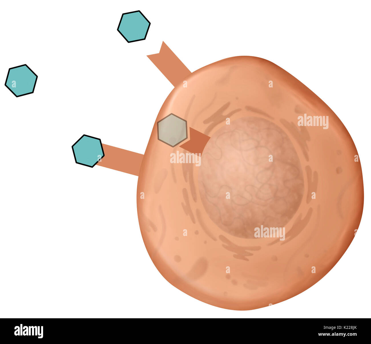 The hormone attaches itself on a specific target cell receptor, located on the cellular membrane (membranous receptor) or inside the cell (nuclear receptor), which triggers a series of biological reactions. Stock Photo