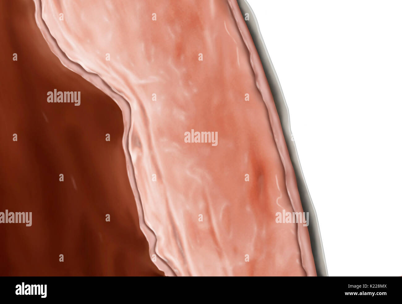 The myocardium consists of muscular fibers that form the thickest layer of the cardiac wall. Stock Photo