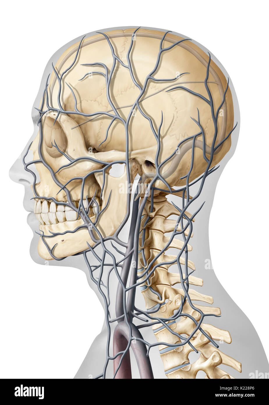 The veins (with the exception of the pulmonary veins) carry oxygen- depleted blood towards the heart. Stock Photo