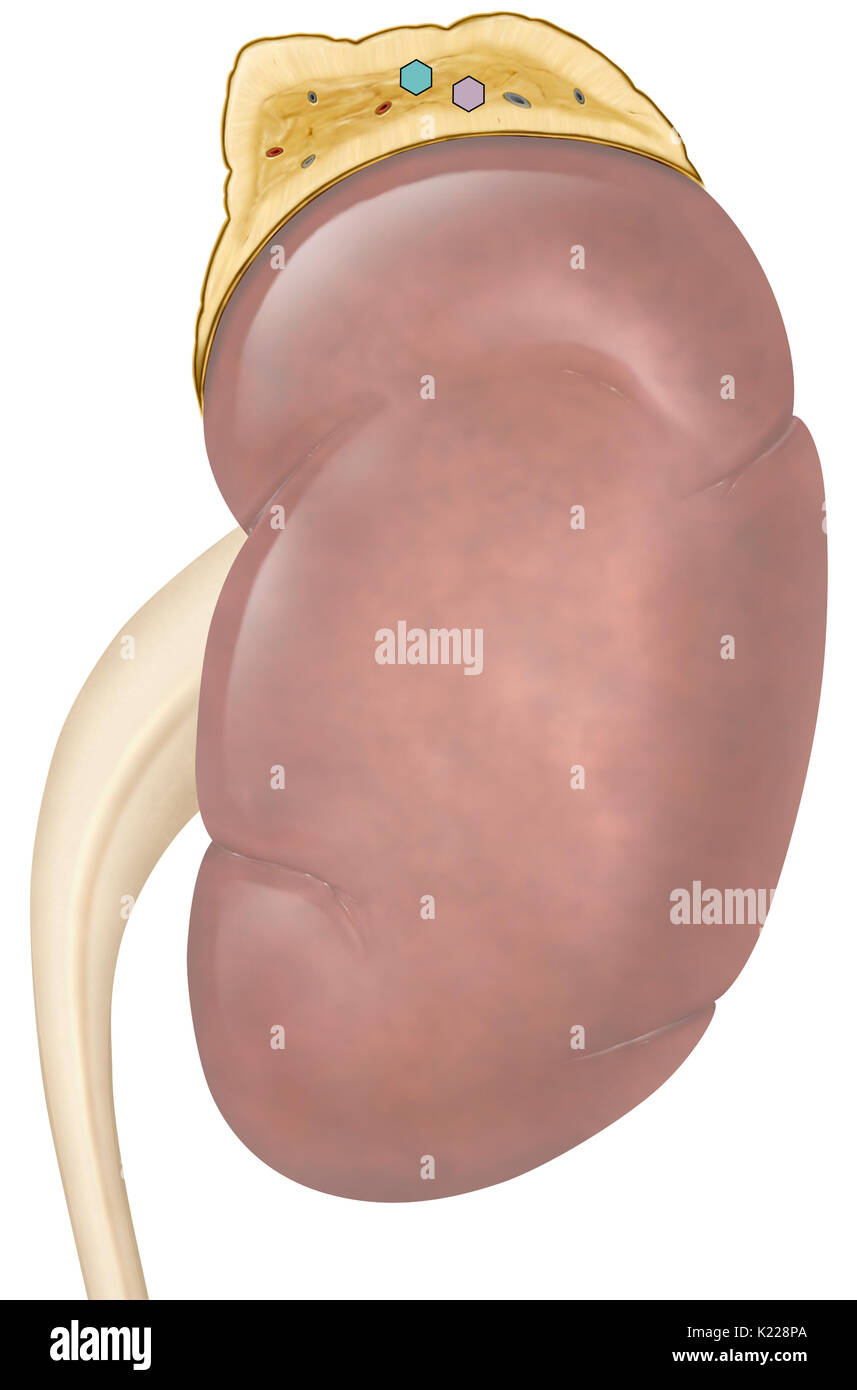 Endocrine gland located above the kidney; it secretes various hormones including steroids. Stock Photo