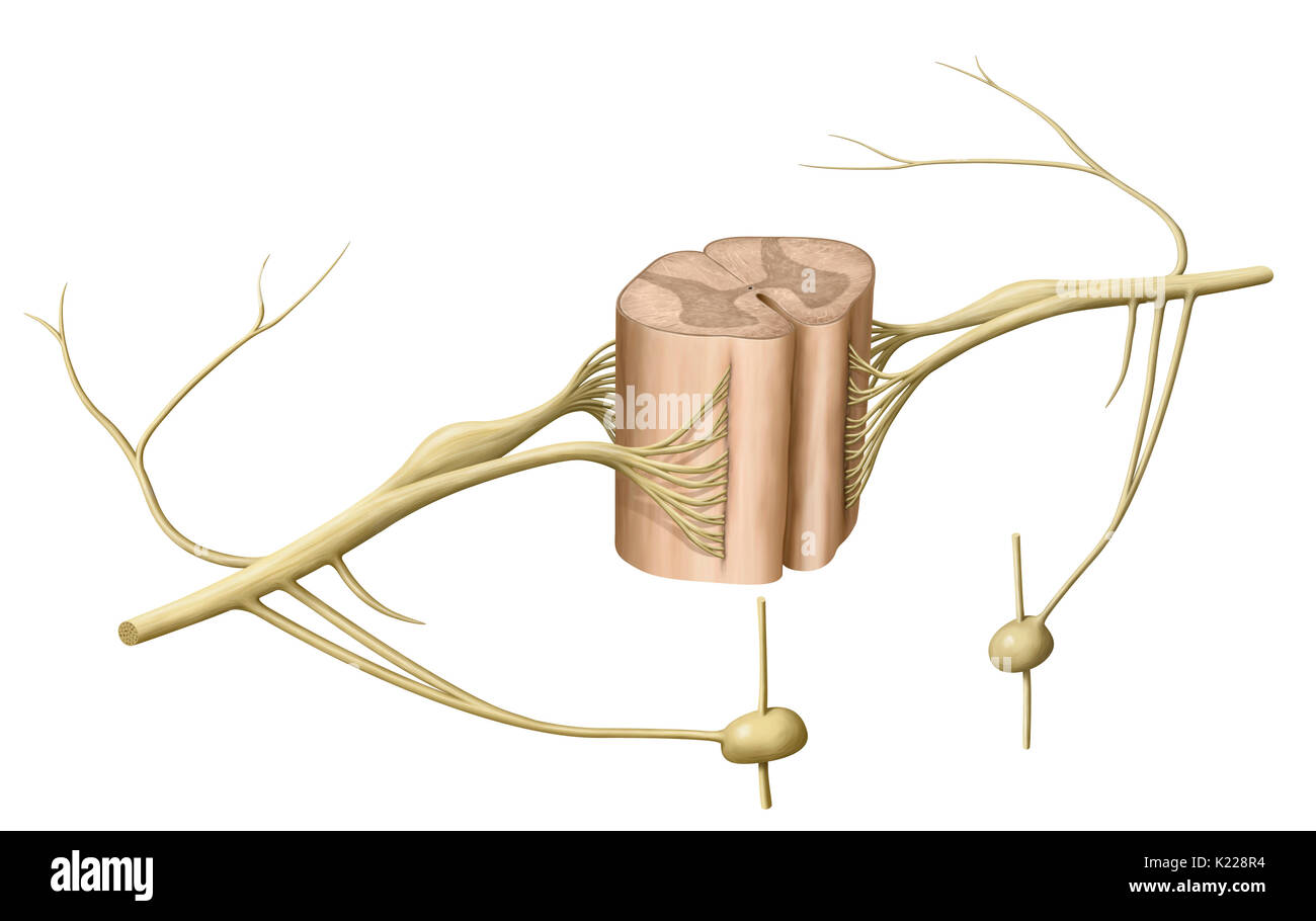 The spinal cord is formed by a cord of nervous tissue more than 16 inches (40 cm) in length located in the vertebral canal, inside the spinal column. It spans from the spinal bulb to the second lumbar vertebra and is extended by a collection of nervous fibers, the cauda equina. Composed of motor and sensory neurons, the spinal cord ensures the transmission of messages between the spinal nerves and the brain, in addition to being a reflex center. Stock Photo