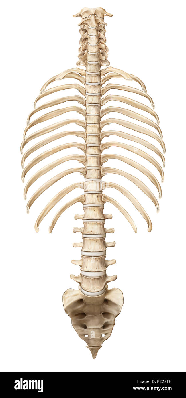 This image shows the ribcage, the spine, the sacrum and the coccyx. Stock Photo