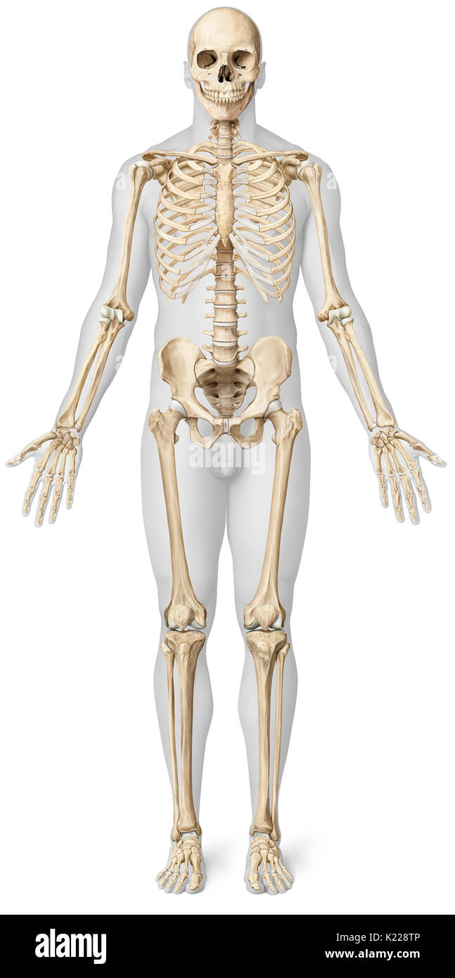 Human Body Joints Illustration High Resolution Stock Photography And Images Alamy