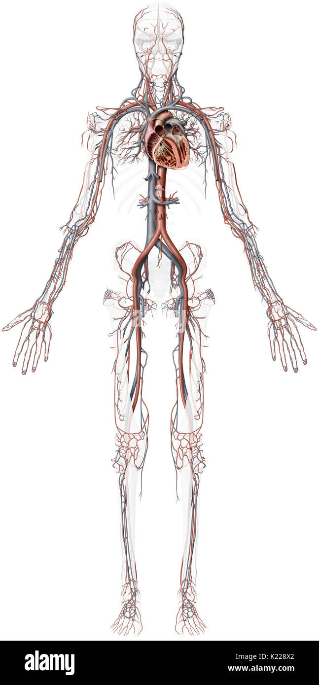This image shows an overview of the cardiovascular system, including some of the veins, some of the arteries and a cross section of the heart. Stock Photo