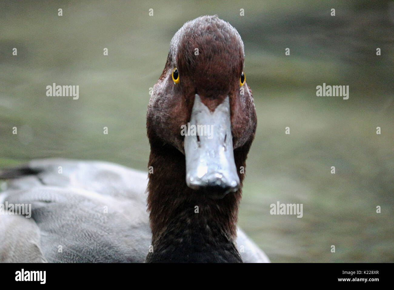 A Dark Brown Duck Wading In the Shallow Fresh Water. Stock Photo