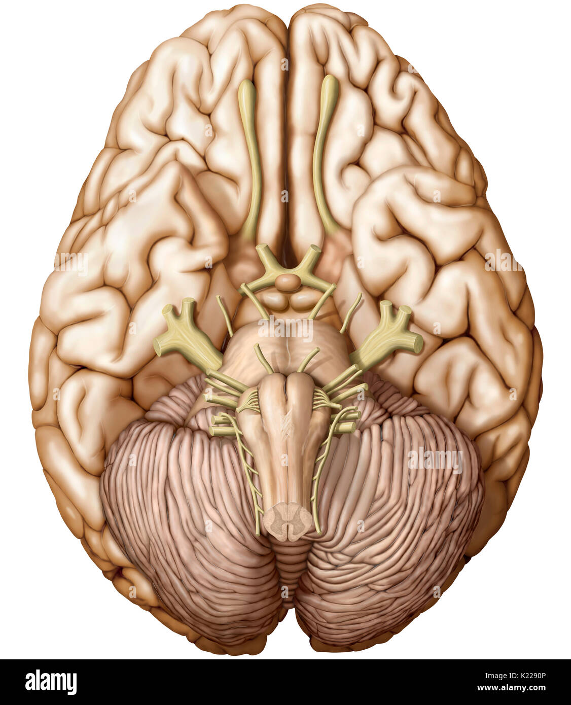 Part of the central nervous system enclosed in the skull, consisting of the cerebrum, cerebellum and brain stem; it is responsible for sensory perception, most movements, memory, language, reflexes and vital functions. Stock Photo