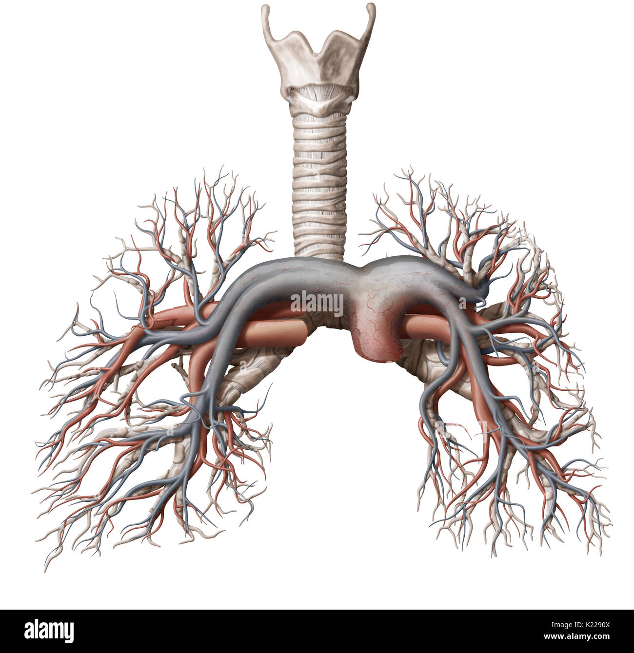 This image shows the pulmonary veins and arteries. Stock Photo
