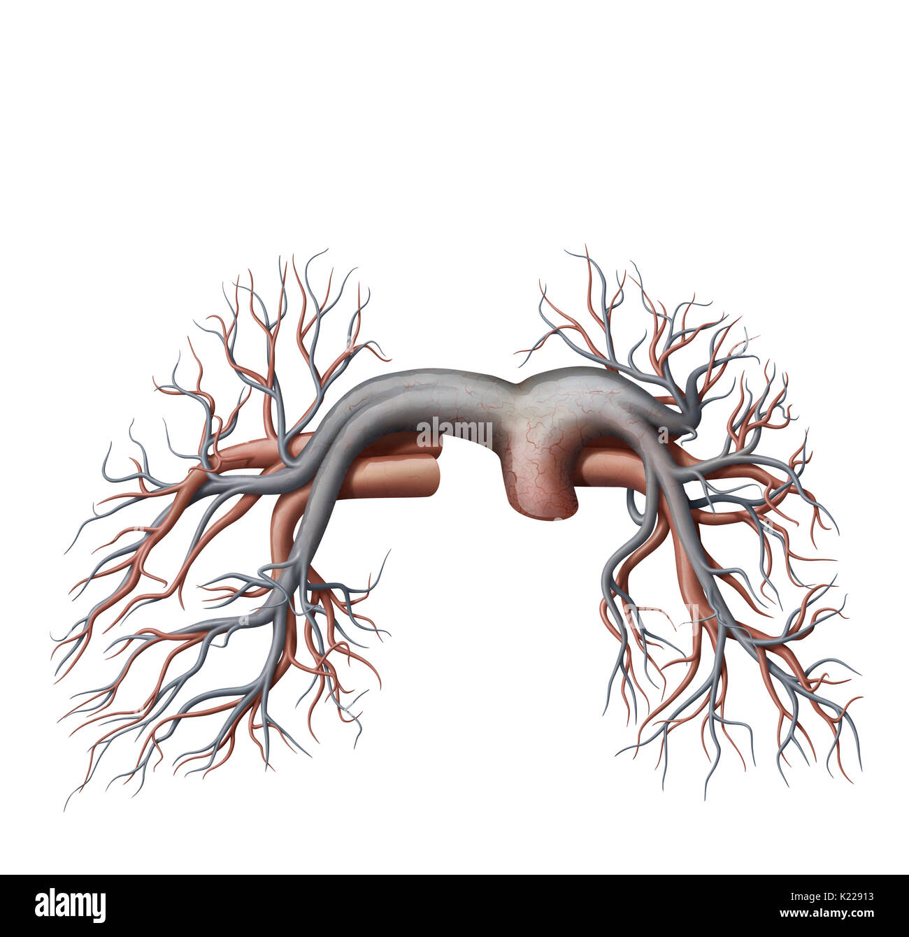 This image shows the pulmonary veins and arteries. Stock Photo