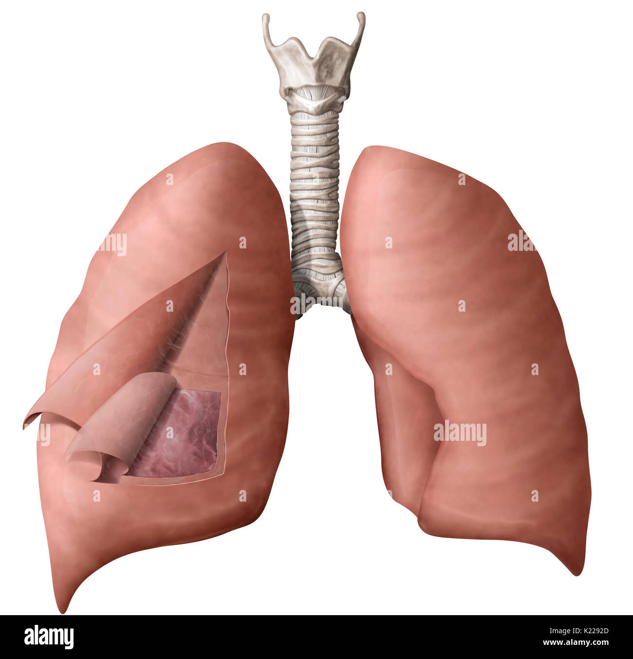 Elastic membrane surrounding each lung and composed of two layers bounding the pleural cavity. Stock Photo