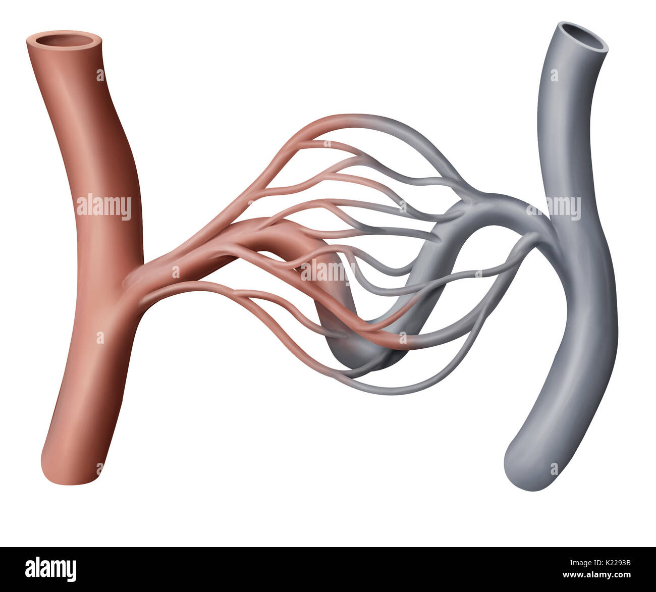 Tiny blood vessel ensuring blood circulation between an arteriole and a venule; its wall allows exchanges between blood and the exterior surface of the capillary. Stock Photo