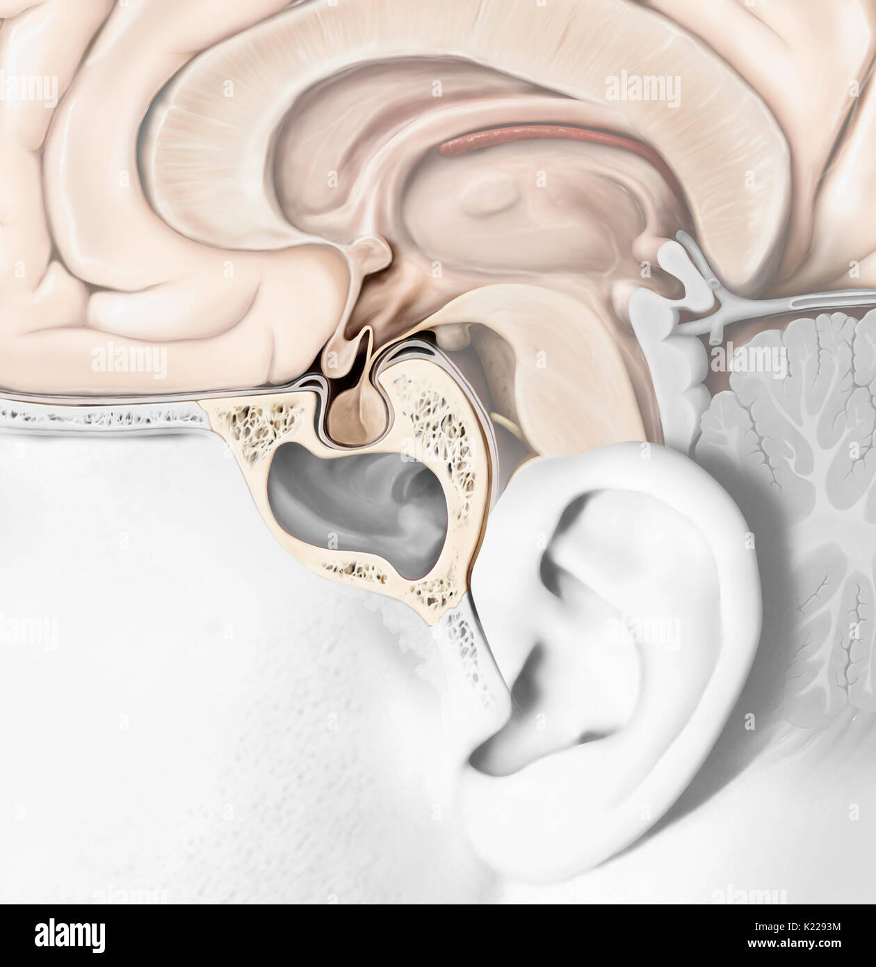 The pituitary gland consists of two lobes, the adenopituitary and the neuropituitary. The adenohypophysis secretes the growth hormone and hormones performing a regulatory function on the other endocrine glands. Stock Photo