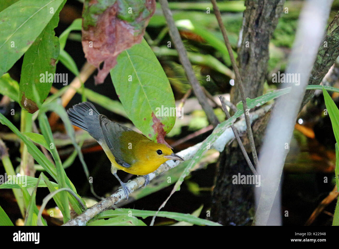 A Small Yellow and Blue Bird, A Warbler on the shore of a lake surrounded by natural leaves and branches, Stock Photo