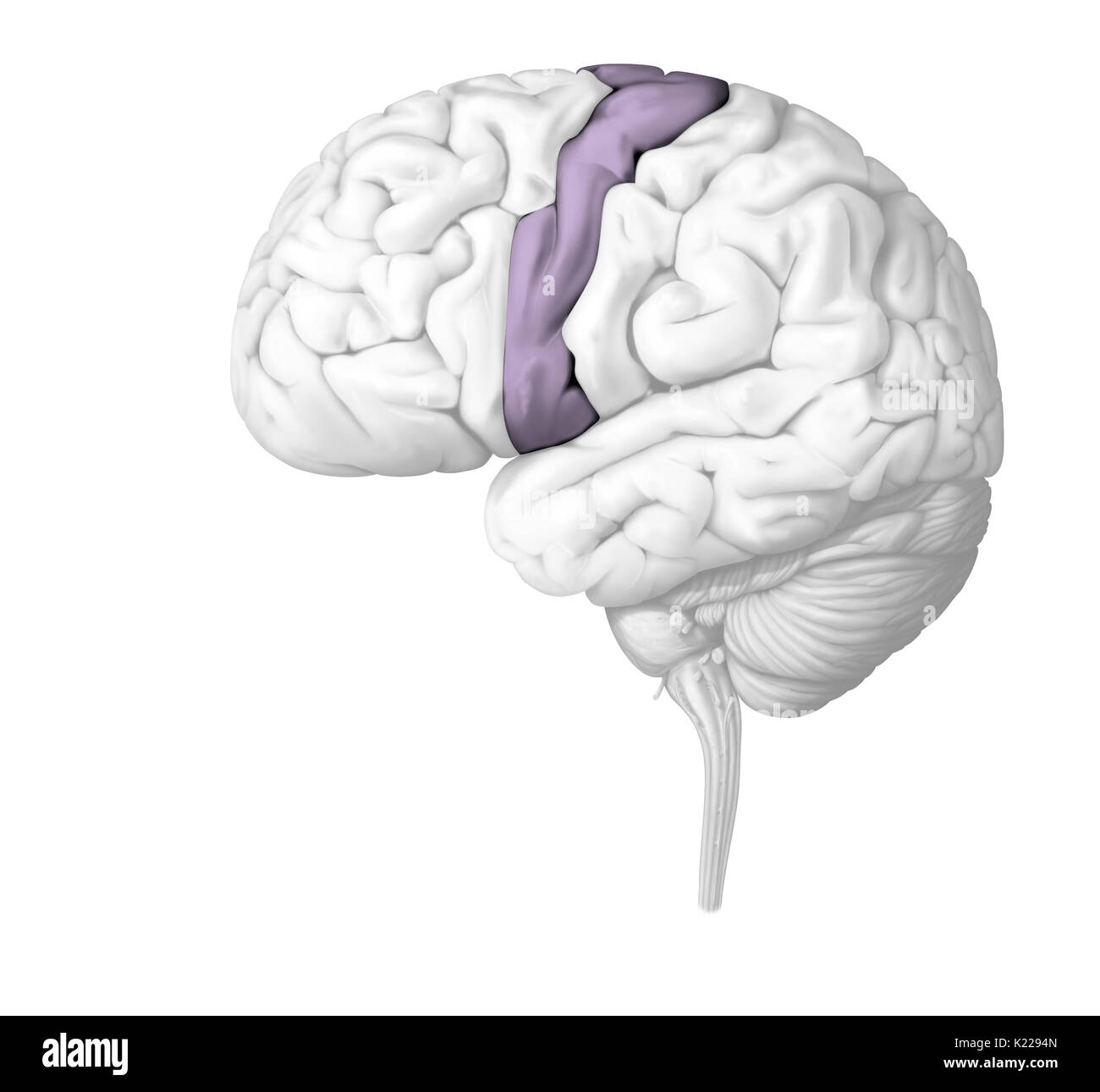 A voluntary movement is an intentionally executed movement caused by the motor commands emitted by the motor cortex. These commands are transmitted to the skeletal muscles through the spinal cord and spinal nerves. The muscle contraction that results produces the desired movement. The cerebellum controls the precision and coordination of voluntary movements. Stock Photo