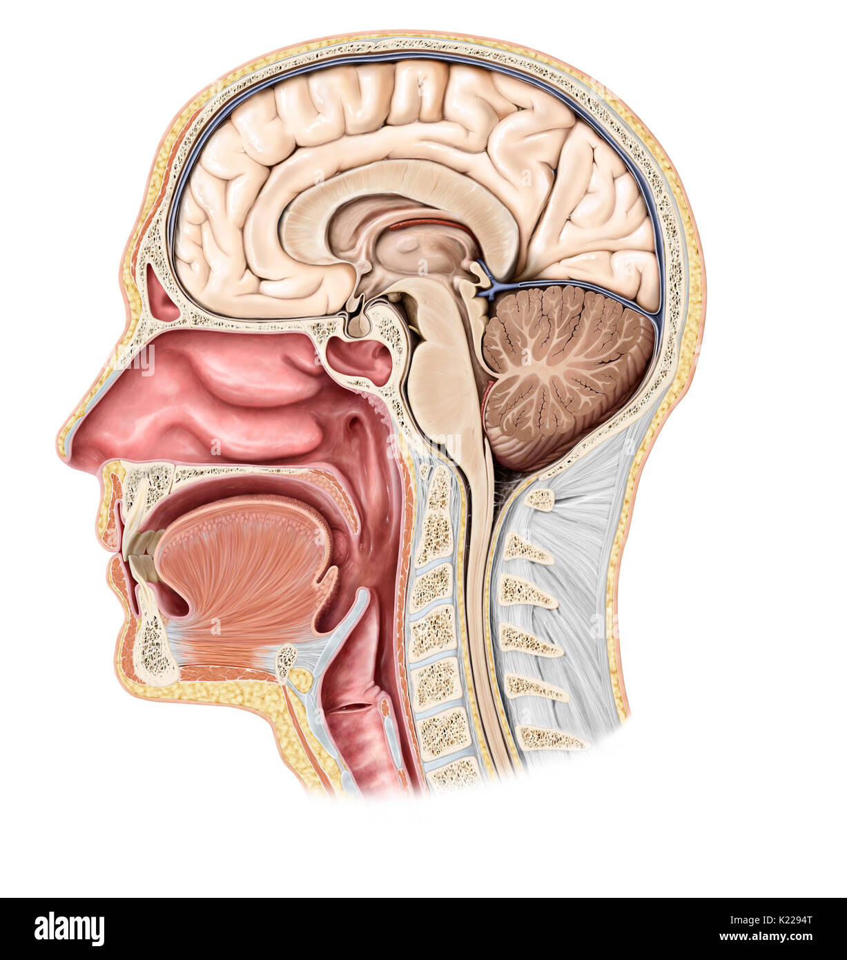 This image shows a lateral view of a cross section of the head Stock
