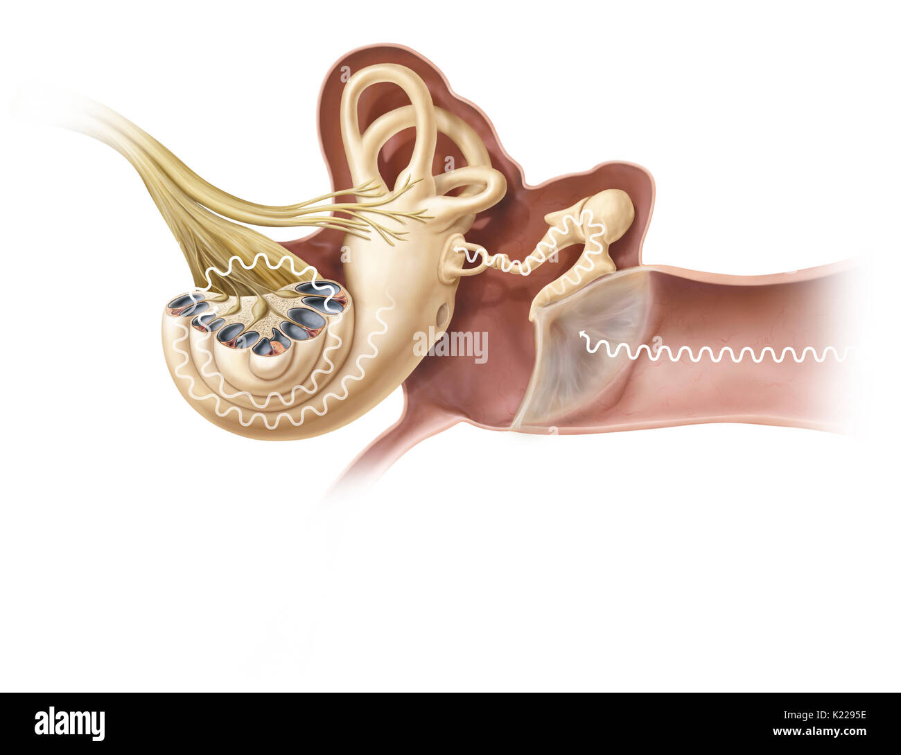 The pinna captures sound vibrations and directs them to the external auditory meatus where they make the tympanic membrane vibrate; the three ossicles amplify them and transmit them to the cochlea that then transforms them into a nerve impulse. Stock Photo