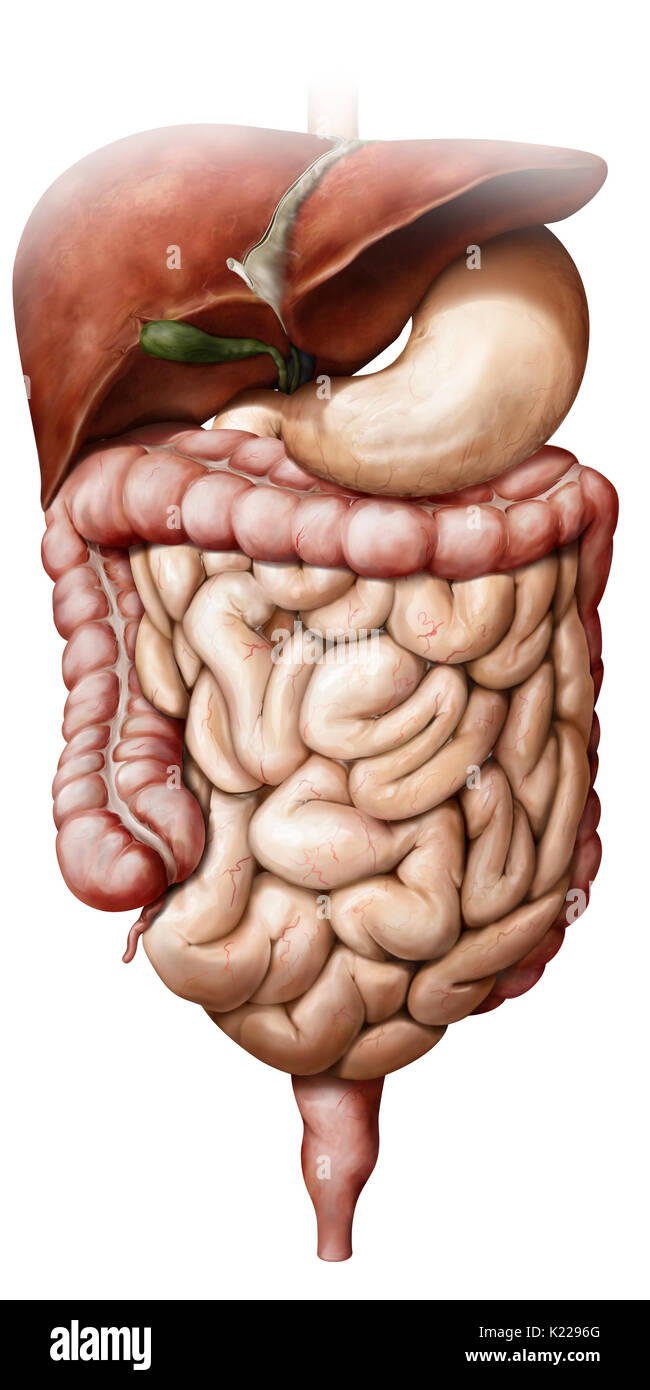 System formed by the mouth, the digestive tract and its glands that uses mechanical action, enzymes or secretions to break down food, absorb nutrients and expel waste. Stock Photo