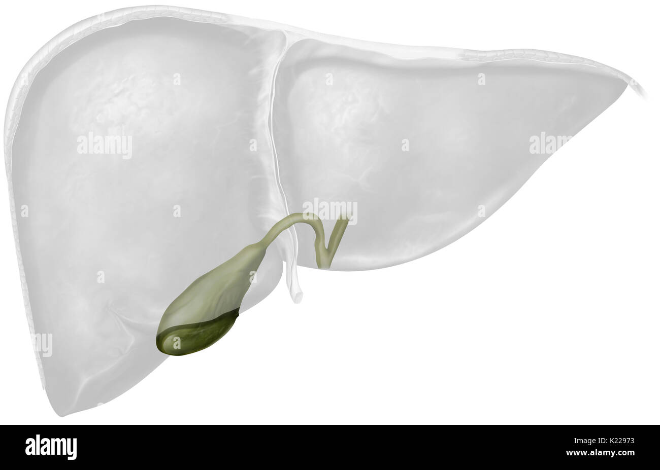 Small muscular sac where bile secreted by the liver is stored before passing into the duodenum. Bile helps in the digestion of fatty substances. Stock Photo
